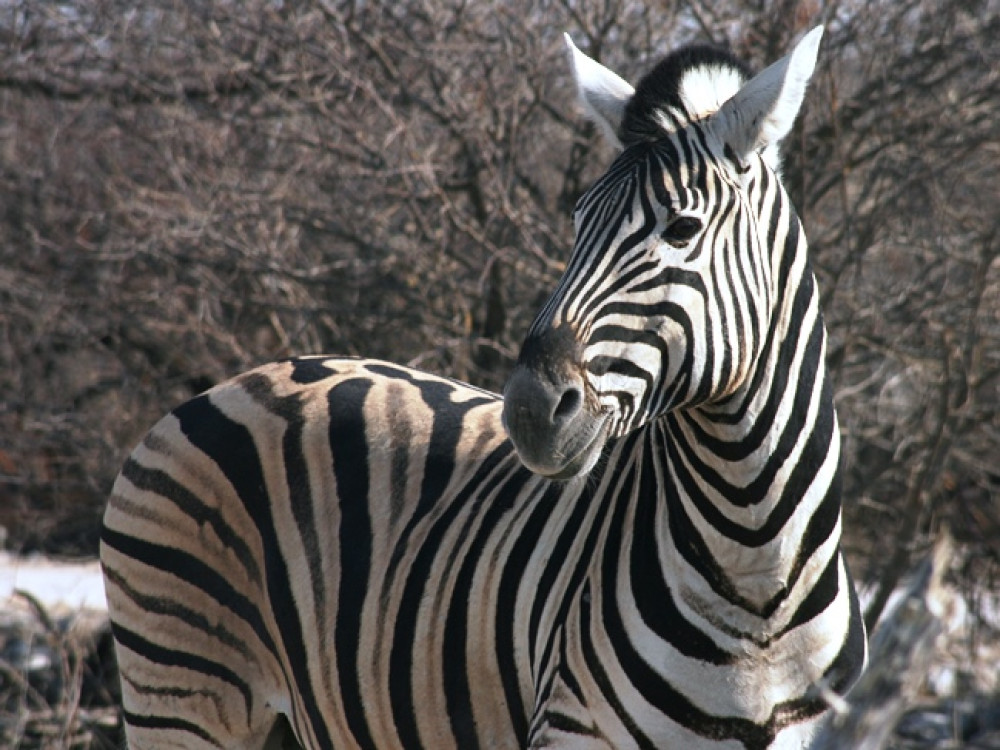 Zebra's Etosha Namutoni