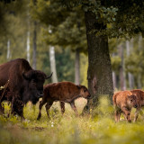 Afbeelding voor Bialowieza