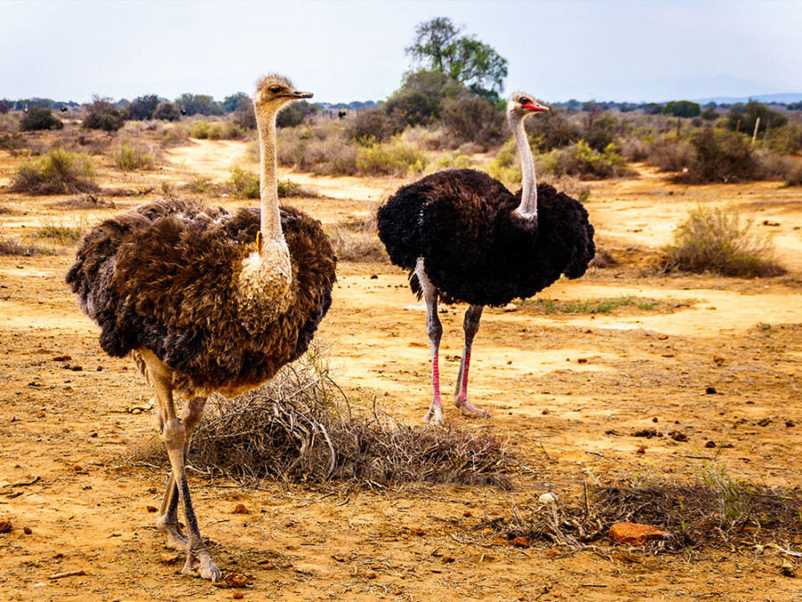 Struisvogels in Zuid-Afrika