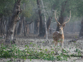 Afbeelding voor Sundarbans National Park
