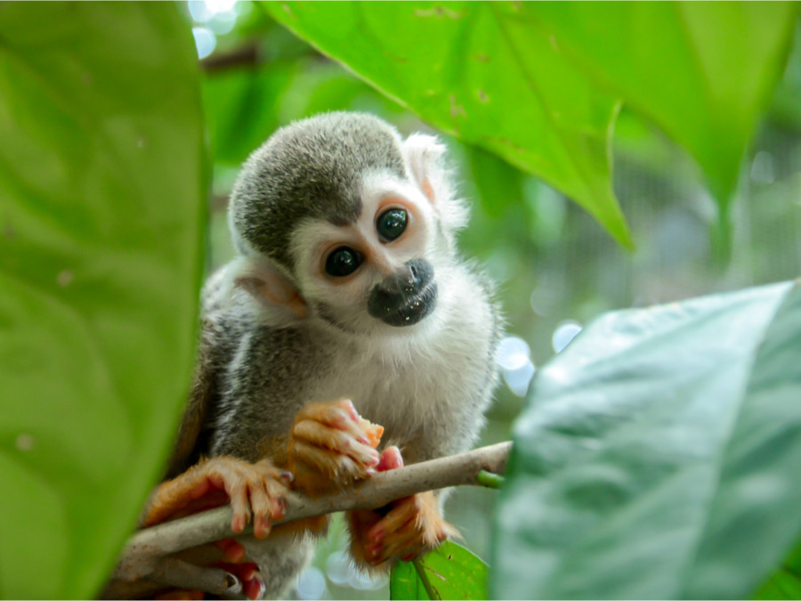 Dieren in Suriname