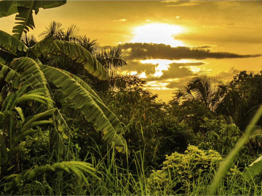 Natuur in Suriname