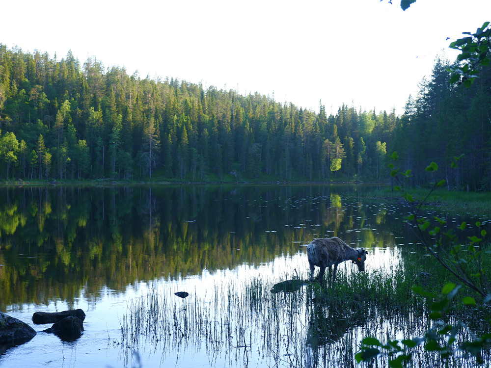 Dieren in Taivalkoski