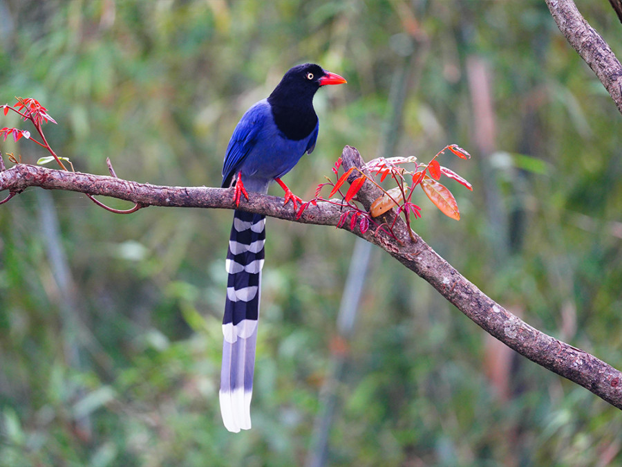 Vogelreis Taiwan