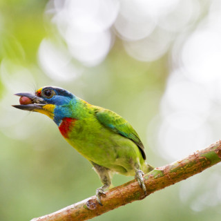 Afbeelding voor Vogelreizen