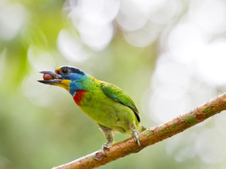 Afbeelding voor Vogels in Taiwan