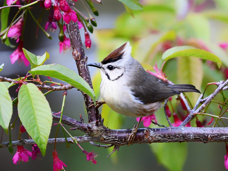 Vogelsoorten Taiwan