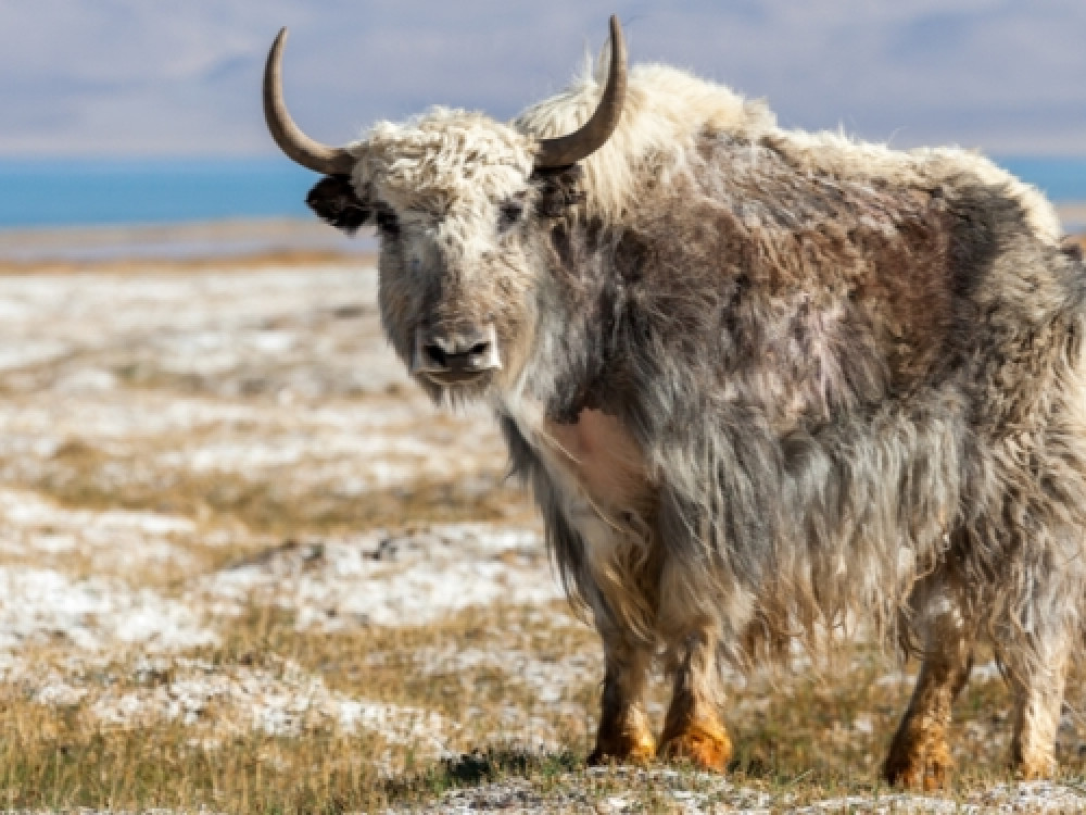 Yak Tajikistan