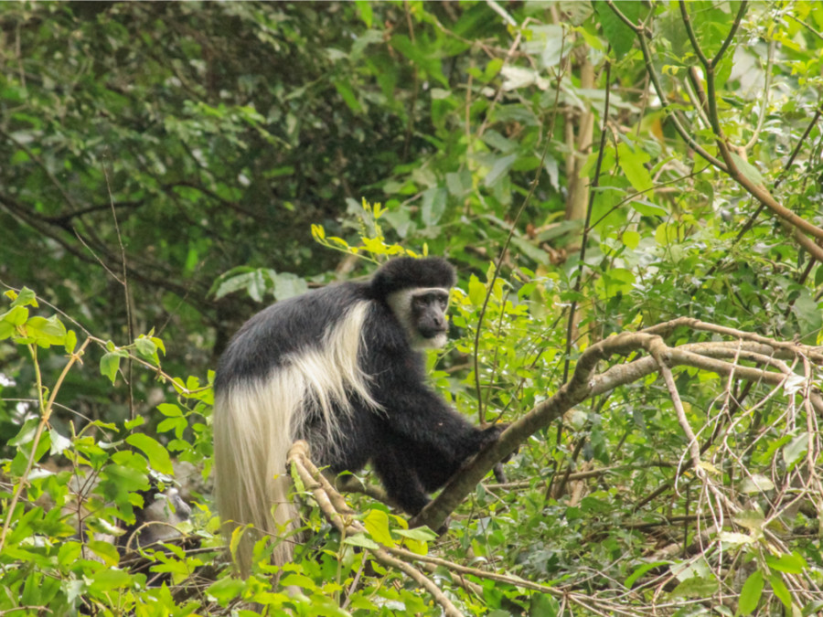 Nationale parken Tanzania dieren