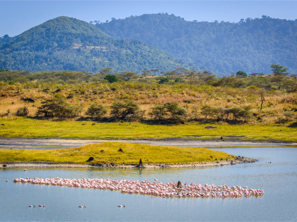 Flamingo's in Arusha