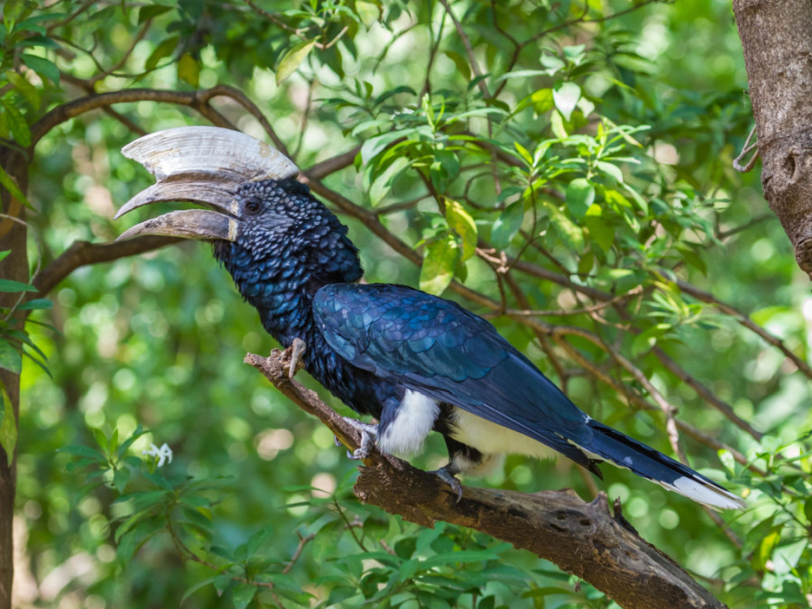 Hornbill in Manyara