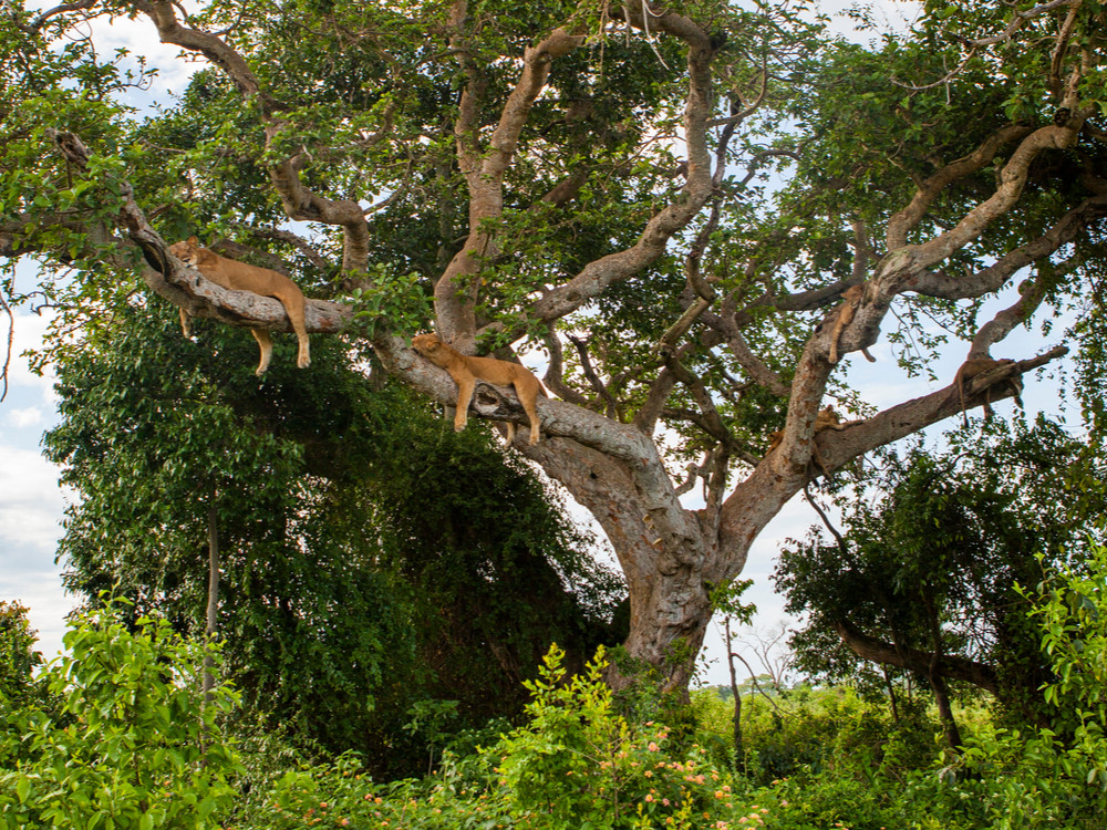 Bomen klimmende leeuwen