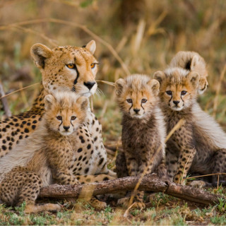 Afbeelding voor Serengeti Nationaal Park