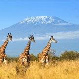 Afbeelding voor Kilimanjaro