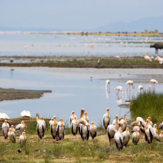 Afbeelding voor Lake Manyara