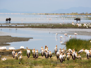 Afbeelding voor Lake Manyara