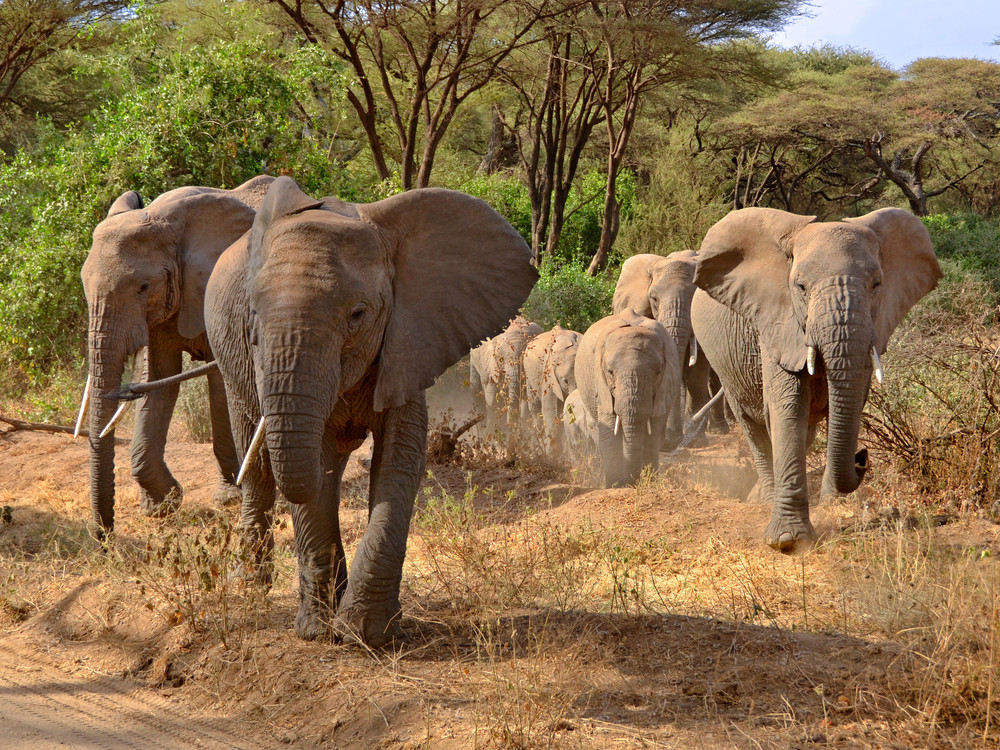 Olifanten in Manyara