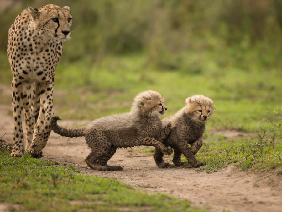 Cheeta met jongen