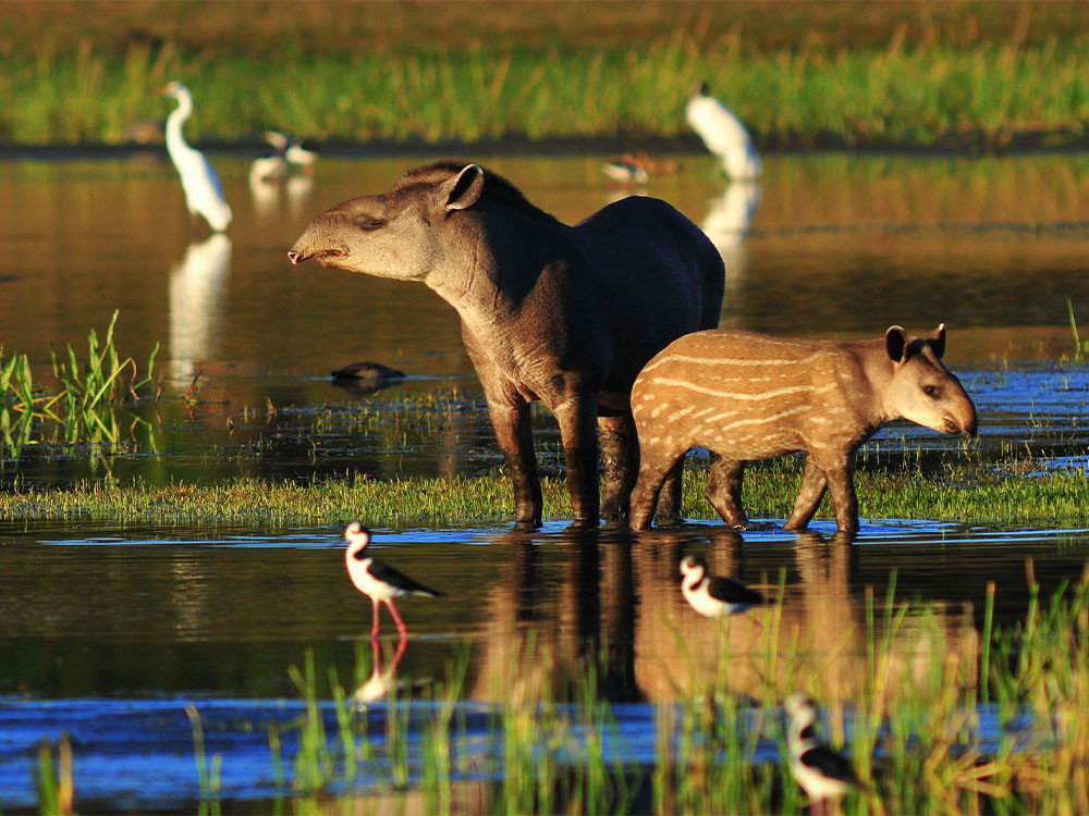 Tapir in het wild