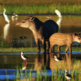 Afbeelding voor Tapirs