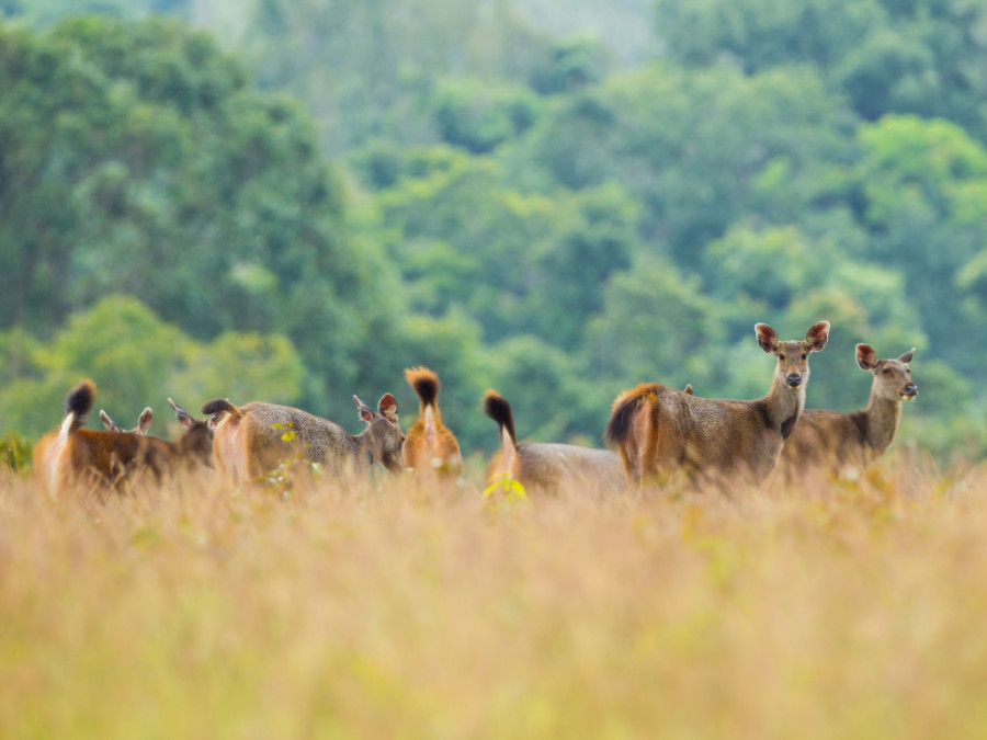 Khao Yai natuurreis