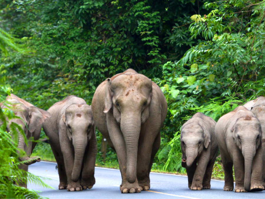 Thailand olifanten