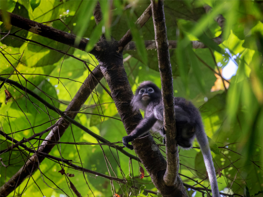 Dieren Khao Sok