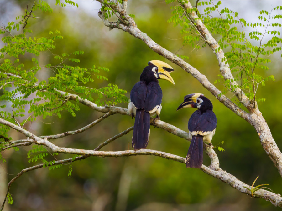 Natuur in Thailand