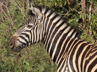 Afbeelding voor Nationale Parken Afrika