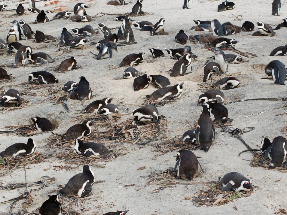 Boulder's Beach Zuid-Afrika