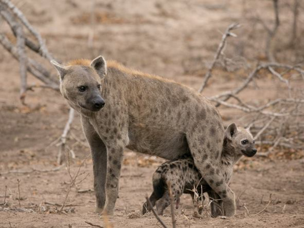 Hyena's