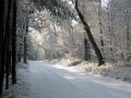 Veluwe in winterdagen