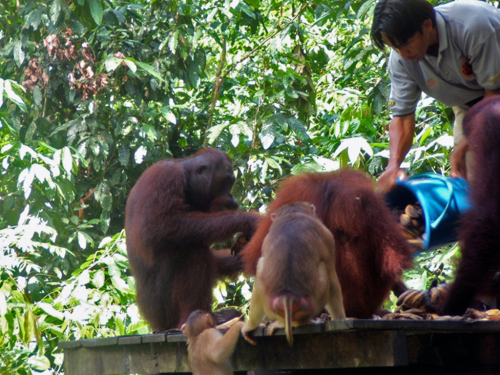 Sepilok, Borneo