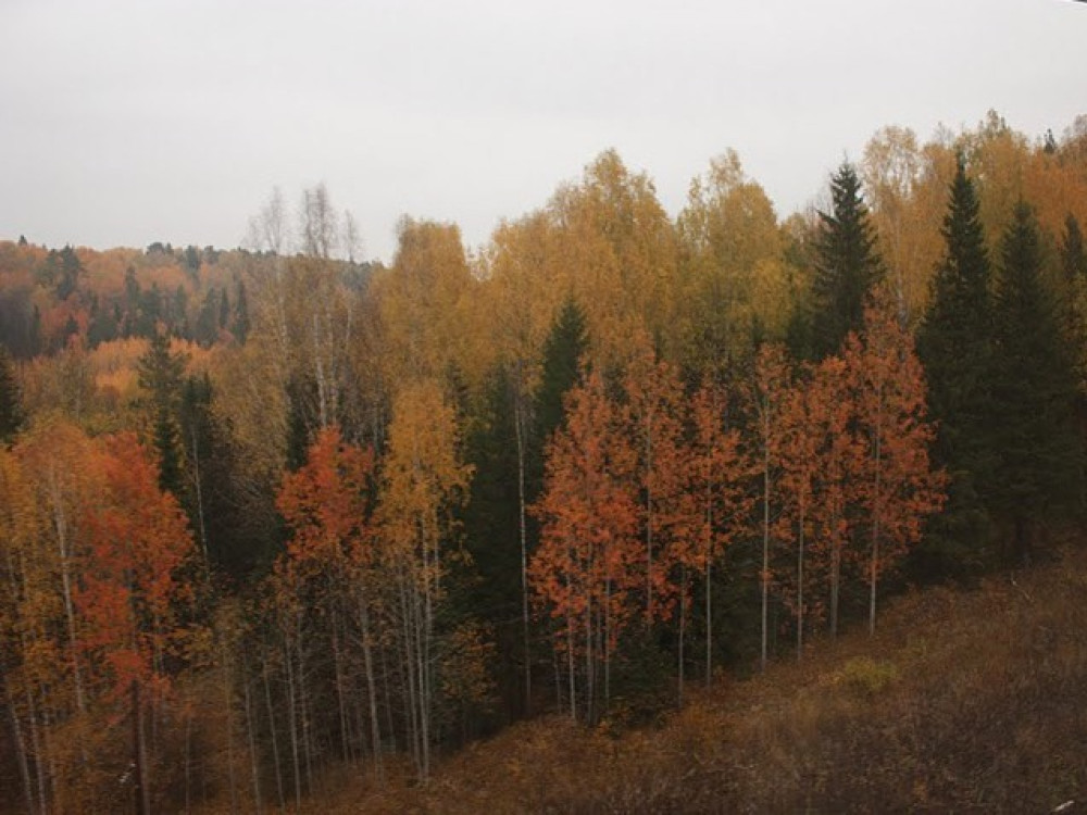 Berkenbossen Rusland