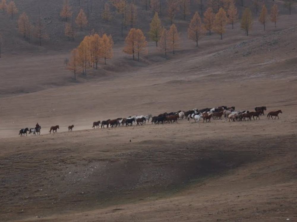 Paarden Mongolie