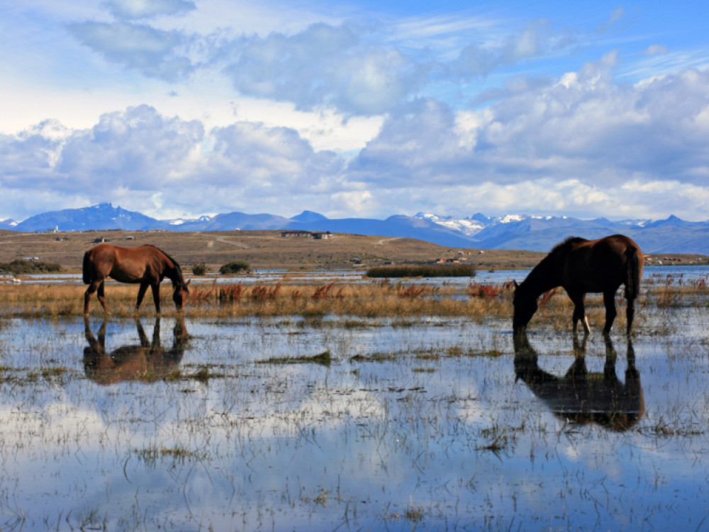 Grazende paarden