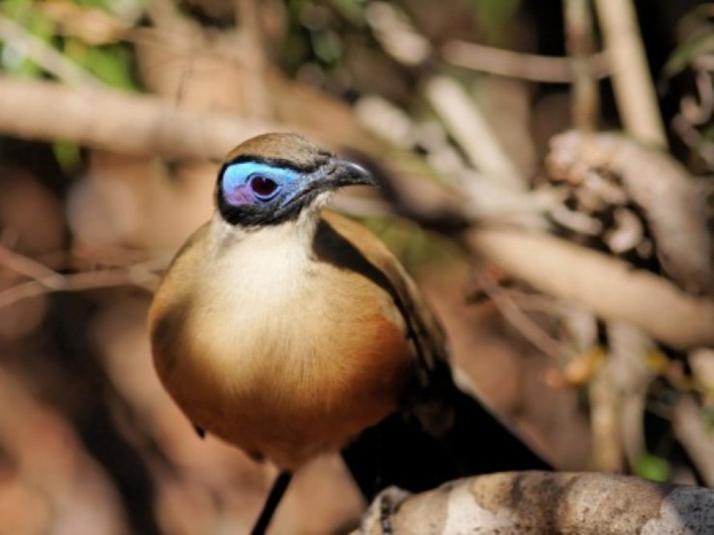 Giant Coua