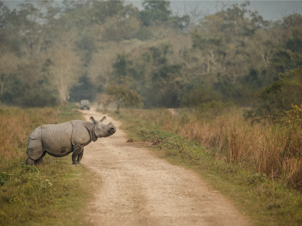 Nationaal park Kaziranga