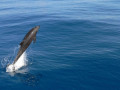 Zeilen en wildlife