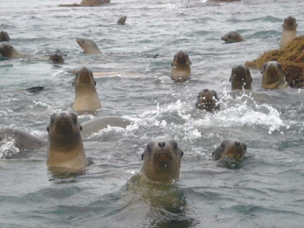 Zeilen en wildlife