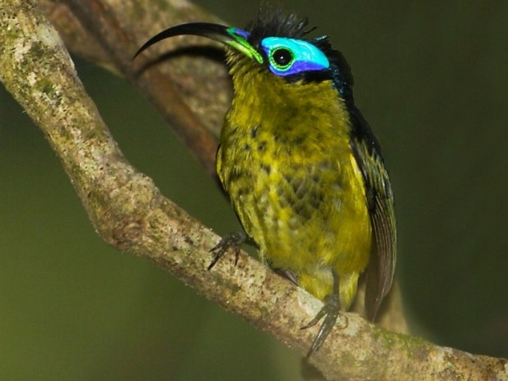 Vogels Madagaskar