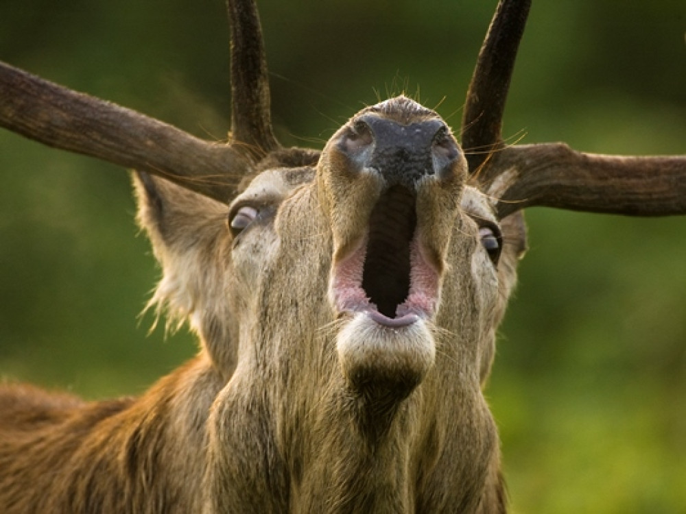 De Nieuwe Wildernis
