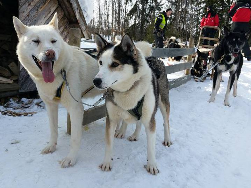 Huskytocht Lapland