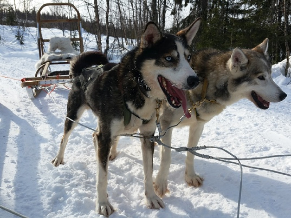 Huskytocht Finland