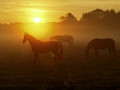 Paarden in Nederland