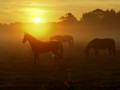 Paarden in Nederland