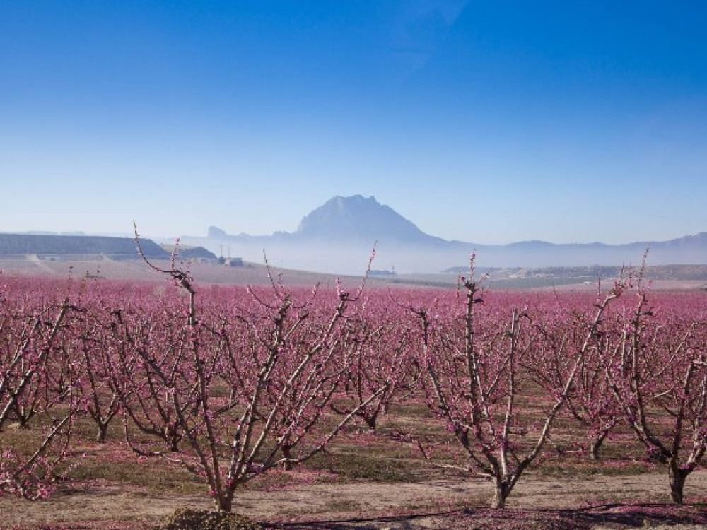 Amandelbloesems Murcia