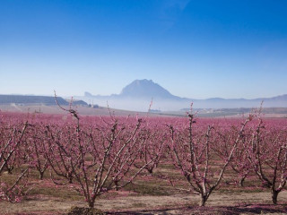 Afbeelding voor Planten / bloemen