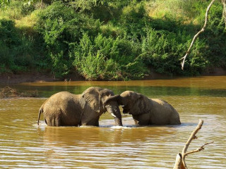 Afbeelding voor Wildlife reizen