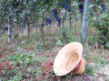 Nebbiolo druiven, Piemonte